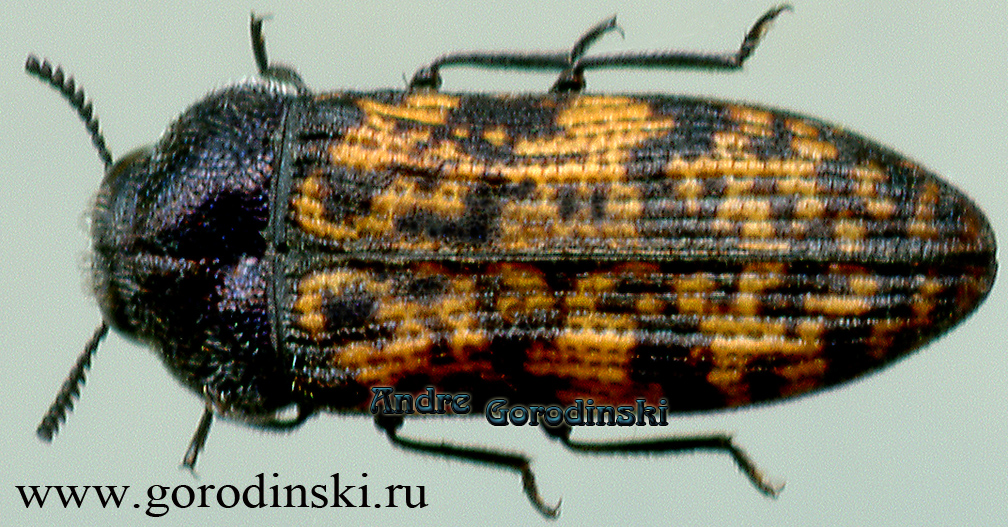 http://www.gorodinski.ru/buprestidae/Acmaeodera planidorsis.jpg